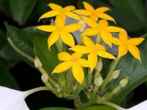 ��Ҷ�𻨵Ĺ�Ч������ ��Ҷ�𻨵��÷�������