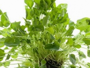 ����˵Ĺ�Ч���� ����˵��÷�������