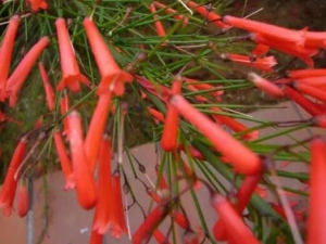 ������Ĺ�Ч������