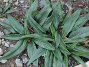 �����Ų�����Щ��Ч �����ŲݵĹ�������