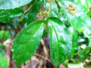 �����೵�Ĺ�Ч���� �����೵�Ĺ�������