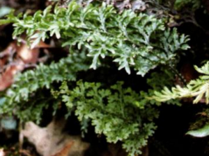 ����ʀާ�Ĺ�Ч���� ����ʀާ���÷�