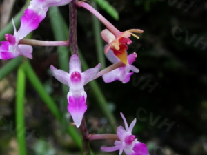 ���������Ĺ�Ч���� �����������÷�