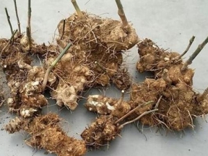 �����������޵�ļ���