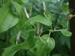 �����ٲ��Ĺ�Ч������ �����ٲ���ʳ�ý���