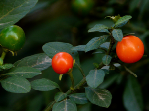 ɺ��ӣ�Ĺ�Ч������ ɺ��ӣ��ʳ�ý���