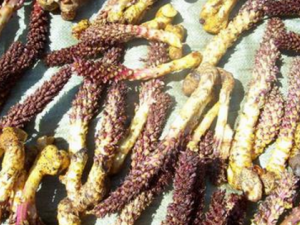 ��������ʲô �����صĹ�Ч����