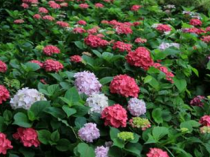 ������Ĺ�Ч ������Ĺ�������