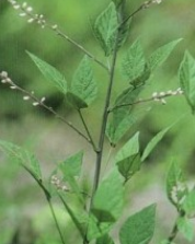 ��Ь��Ĺ�Ч���� ��Ь����÷�