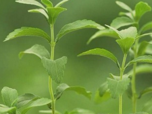 ��Ҷ�յĹ�Ч������ ��Ҷ�յ��÷�������