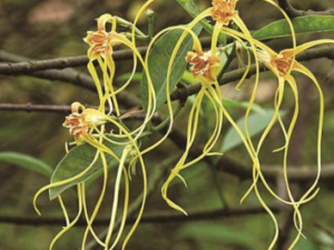 ����ֵĹ�Ч������ ����ֵ�ʳ�ý���