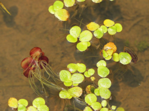 ��Ƽ�Ĺ�Ч������ ��Ƽ��ʳ�ý���