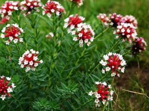 �����Ƕ��Ĺ�Ч������ �����Ƕ���ʳ�ý���