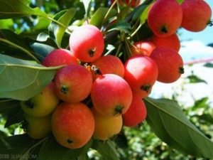 ���Ĺ���Ӫ����ֵ ���Ĺ���ʳ�÷���