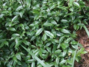 �������Ĺ�Ч������