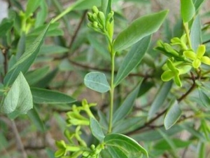 �˸����Ĺ�Ч�����ü�����