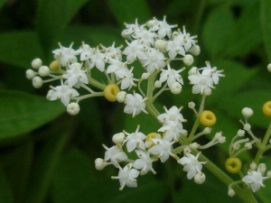 С�ӹǵ��Ĺ�Ч������