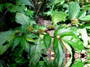 ��η��������� �������������������