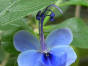 �WͩҶ�Ĺ�Ч���� �WͩҶ�Ĺ�������