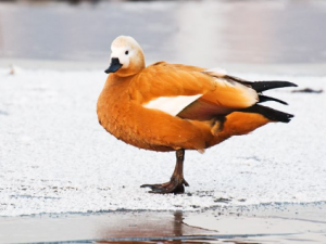 ����Ѽ�Ĺ�Ч���� ����Ѽ�Ĺ�������