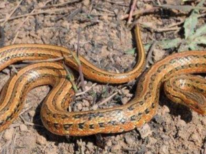 ����������Щ���� �����ߵĹ�������