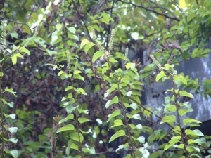 �����ٵĹ�Ч������ ����ʪ ��Ѫֹʹ