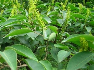 ����Ĺ�Ч������