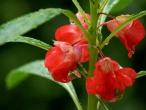 ���ɻ��Ĺ�Ч�����ü�����