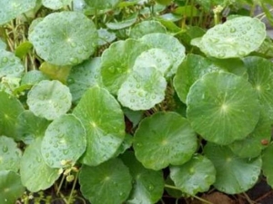 ������Ǯ�ݵĹ�Ч������ ��ˮͨ�� ��ʪ��