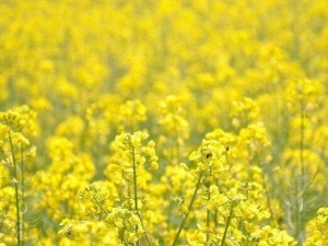 ܿ޷�ӵĹ�Ч������