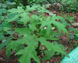 �ֹ������Ĺ�Ч���� �ֹ��������÷�