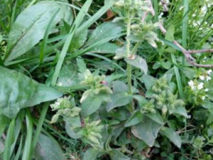 ���������Ĺ�Ч���� �����������÷�