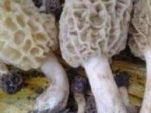 ������ǲ˵Ĺ�Ч ������ǲ˵��÷�