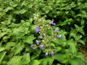 �ؾ���Ĺ�Ч �ؾ�����÷�