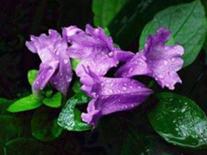 ��ͷ���Ĺ�Ч���� ��ͷ���Ĺ�������