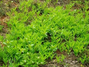 ������ƾ��ļ���