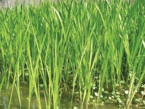 ���ѵĹ�Ч�����ü�����