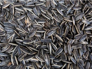 ���ڹ��ӳԶ�Σ������ ���ں���ô���θ