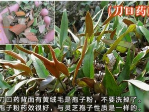 ����ҩ�Ĺ�Ч������ ����ҩ�÷�����