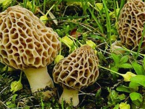 ��Ǿ���Ӫ����ֵ ��Ǿ���ʳ�÷���