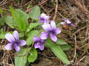 �ϻ��ض��Ĺ�Ч������ �ϻ��ض��ĸ���