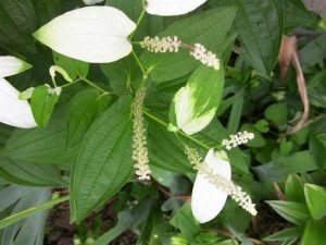 ���ײݵĹ�Ч�����ü�����