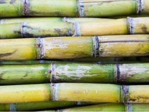 �����Ӫ����ֵ �����ʳ�÷���