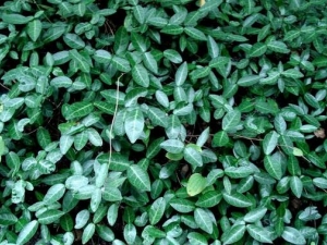 С����ٵĹ�Ч������