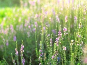 ǧݵĹЧ Ƚⶾ ѪֹѪ