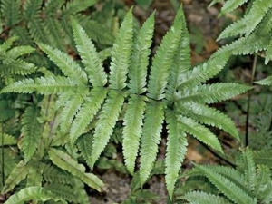 �����βާ�Ĺ�Ч������