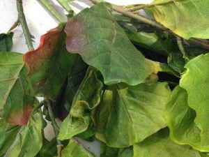 ����Ҷ�Ĺ�Ч������ ����Ҷ�ĸ��� ����Ҷ���ٴ�Ӧ��