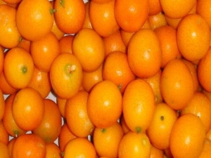 ���ٵ�Ӫ����ֵ ���ٵ�ʳ�÷���