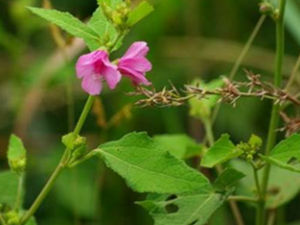 ���컨�Ĺ�Ч������ ���컨��ʳ�ý���