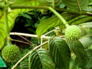 ë���ٵĹ�Ч������ ë���ٵ�ʳ�ý���